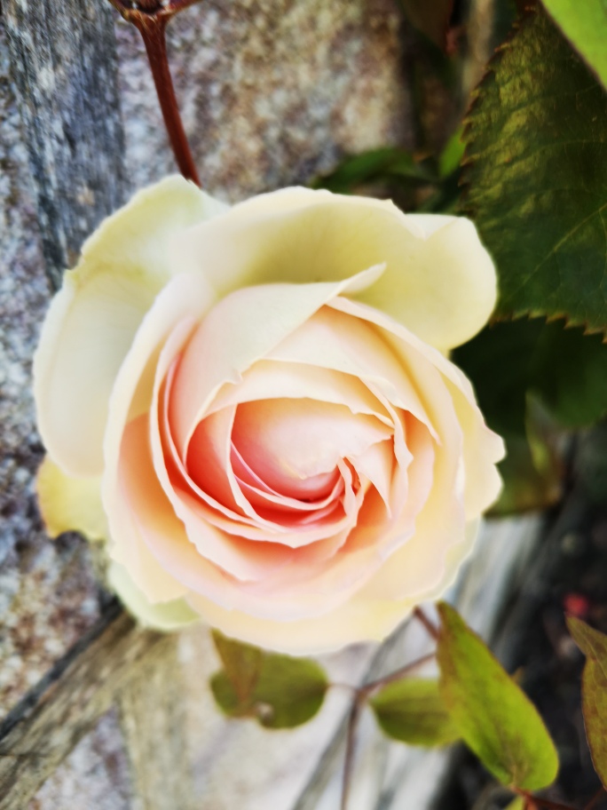 Rose pierre de ronsard éclose